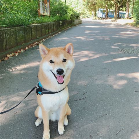 柴犬の笑顔