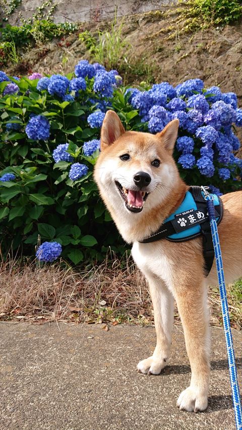 あじさいと柴犬