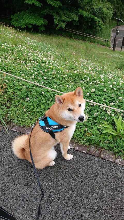 シロツメクサと柴犬