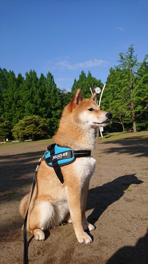 柴犬の横顔