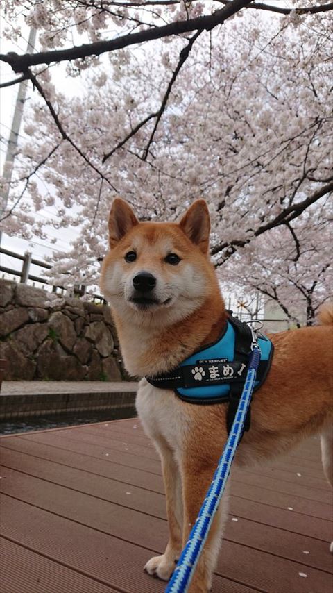 桜と柴犬