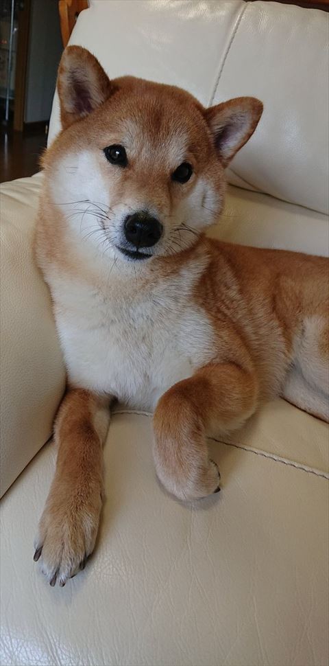 ソファでくつろいでる柴犬