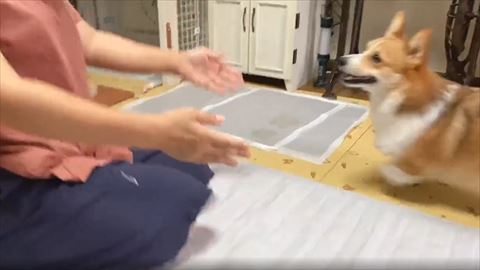 コーギー大ジャンプ