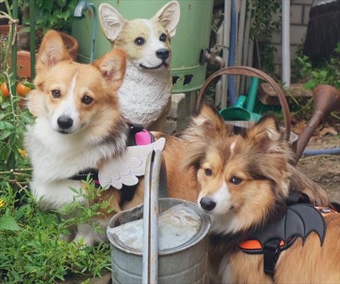 天使と悪魔の羽をつけたコーギー