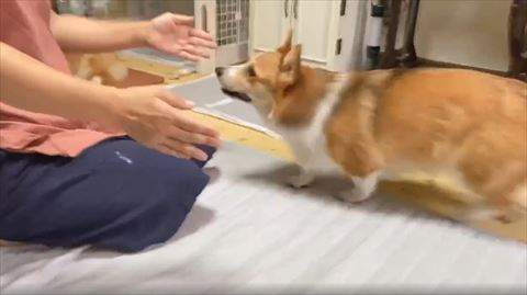 ジャンプしようとしてるワンコ