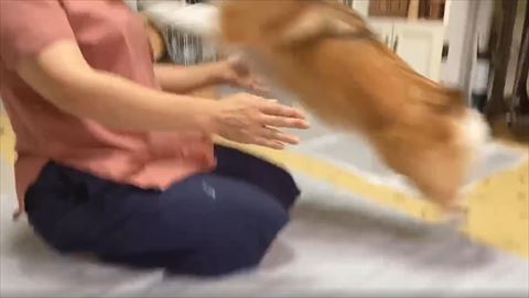 ジャンプしてるコーギー