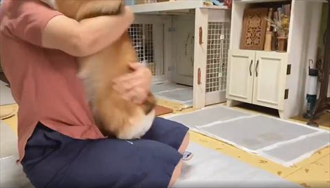 抱きしめてるコーギー