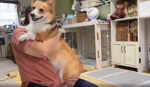 抱きしめられて満足なコーギー
