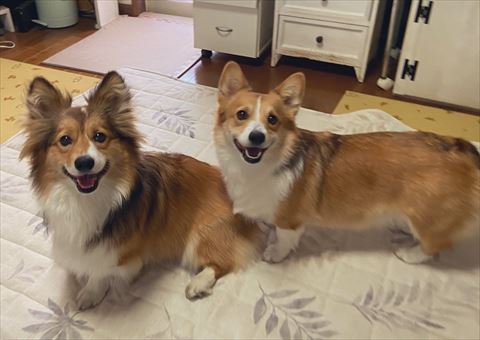 同じ角度で上を見るコーギー2匹