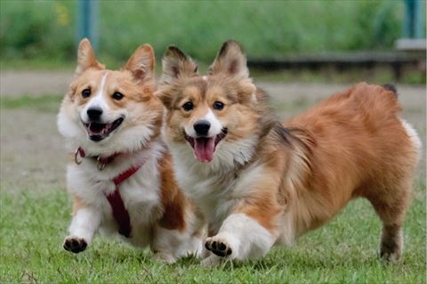 走ってるコーギー2匹