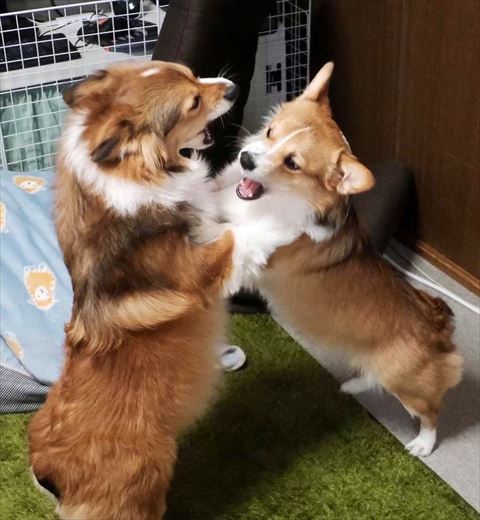 じゃれあってるコーギー2匹