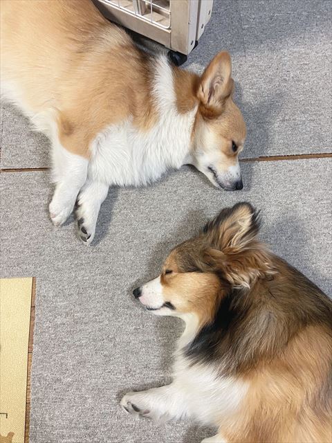 寝てるコーギー2匹