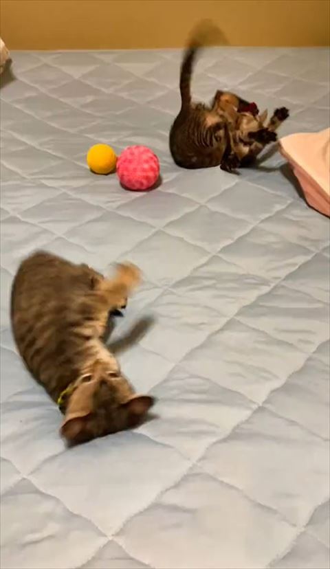 ひっくり返ってる2匹の子猫