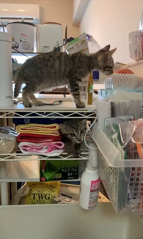 棚で遊ぶ子猫