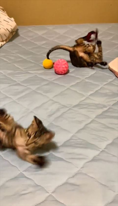 手前の子猫が左前足をあげている様子