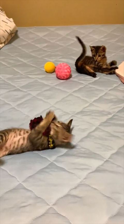 首輪を掴んだ子猫