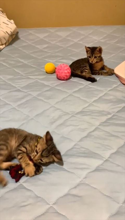 首輪で遊びきょうだいを見る子猫