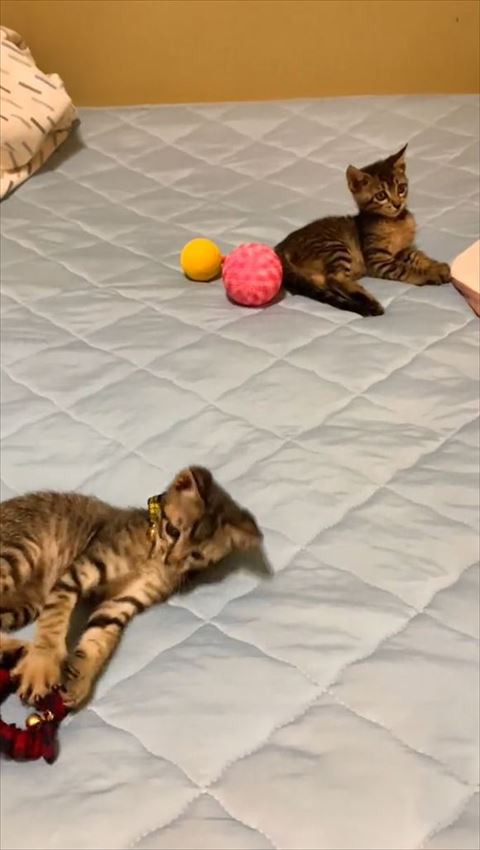 首輪で遊ぶ子猫と遠くを見る子猫