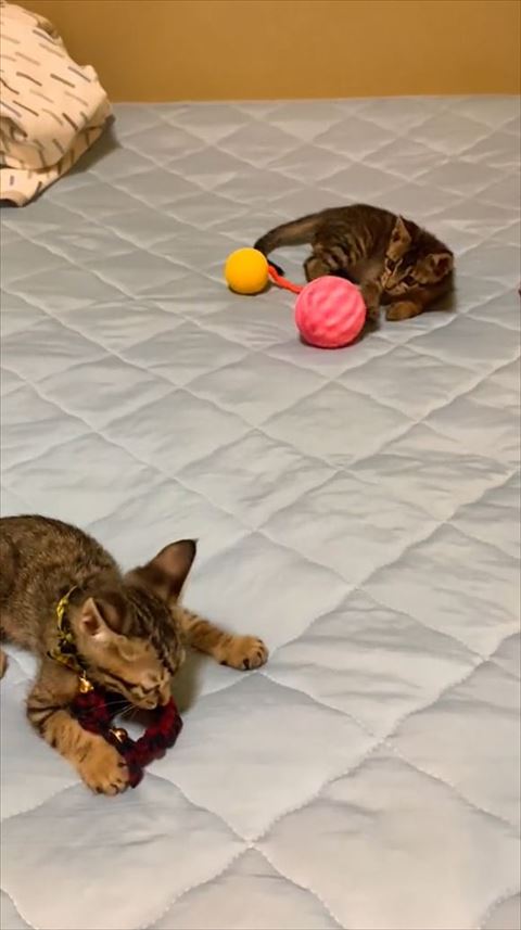 ボールと首輪で遊ぶ子猫