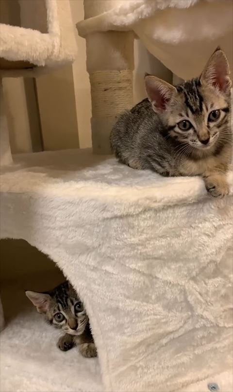 キャットタワー子猫