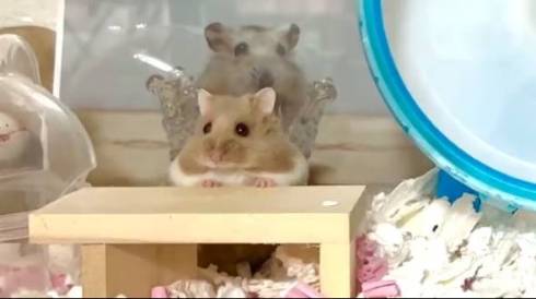 ハムスター正面