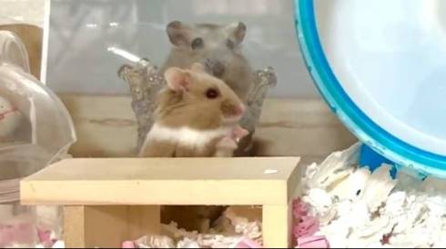 ハムスター横向き