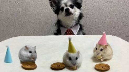 犬とハムスター