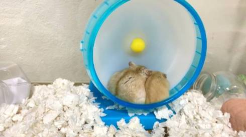 2匹のハムスター