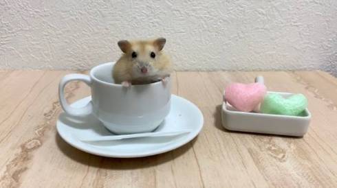 カップの中にハムスター