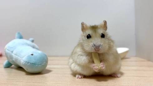 もぐもぐハムスター
