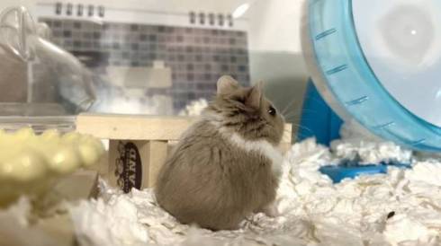 ハムスターの後ろ姿