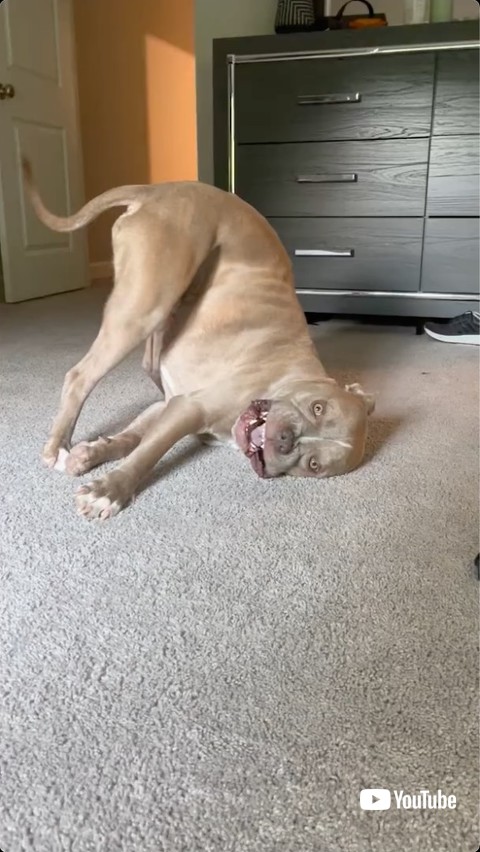 抗議の視線を送る犬