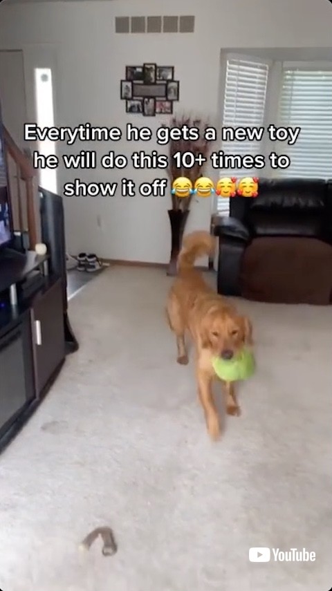 レタスを見せつける犬