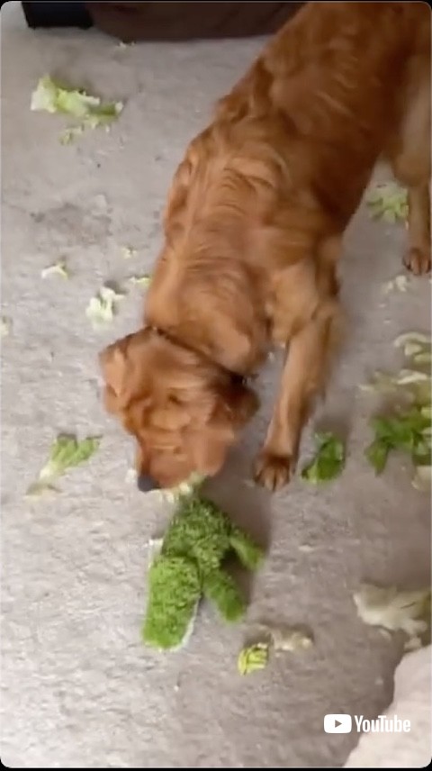 レタスを散乱させる犬