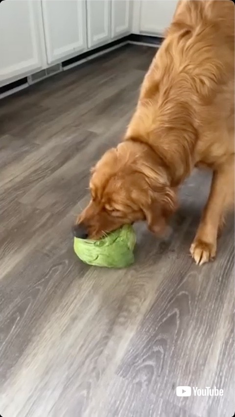 レタスをもらった犬