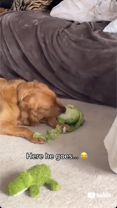 レタスを食べる犬