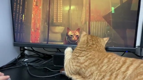 画面越しの猫2匹