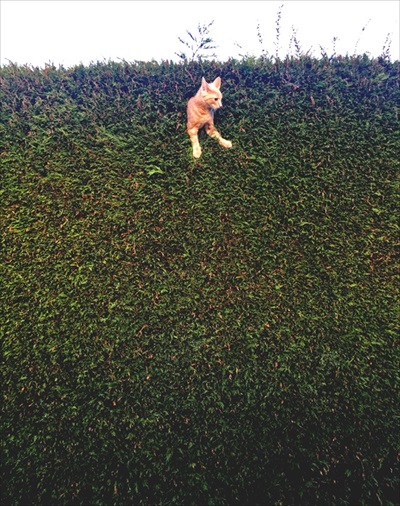 面白ペット写真コンテスト