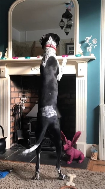 面白ペット写真コンテスト