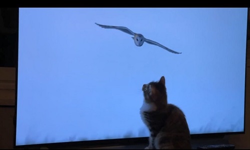 面白ペット写真コンテスト