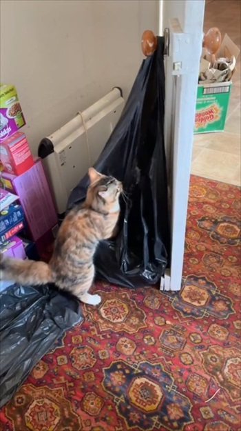 面白ペット写真コンテスト