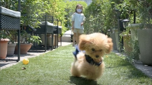 ボールを追う犬