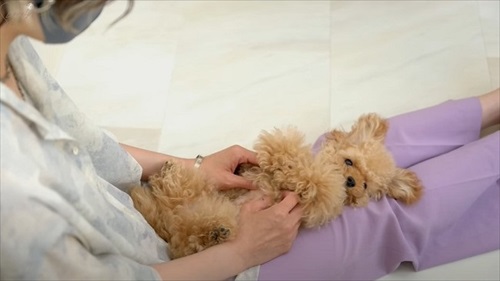 トリマーさんのひざに乗るティーカッププードル