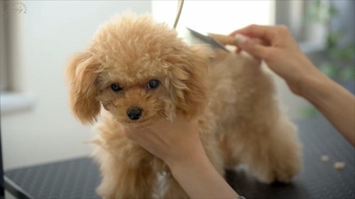 ブラッシングされる犬