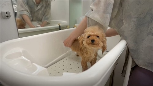 シャンプーされるティーカッププードル
