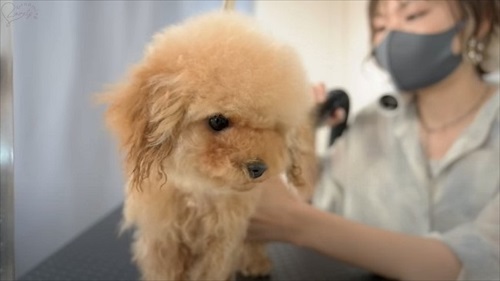 ドライヤーで乾かすティーカッププードル