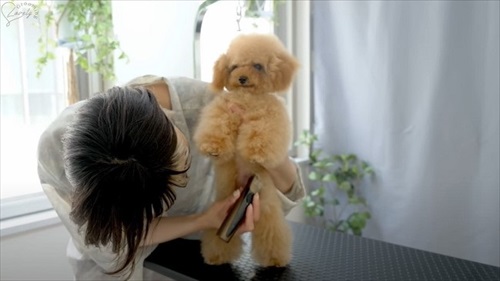 立つティーカッププードル