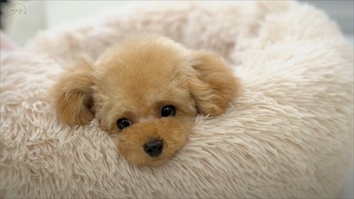 ふわふわのティーカッププードル