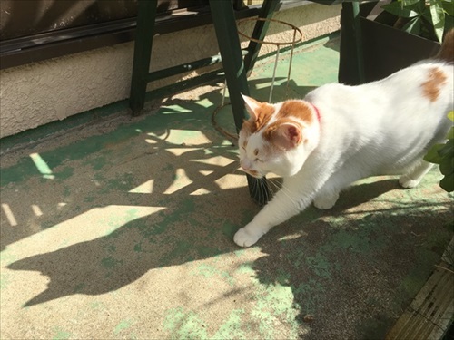 さっそうと歩く猫