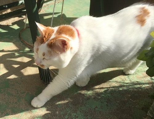 さっそうと歩く猫